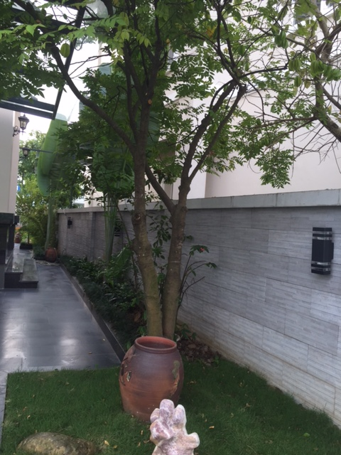 Hoa Lan villa with 5 bedrooms in Vinhomes Riverside Long Bien for rent 3